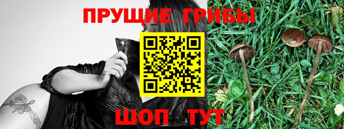 Галлюциногенные грибы Psilocybine cubensis Черногорск