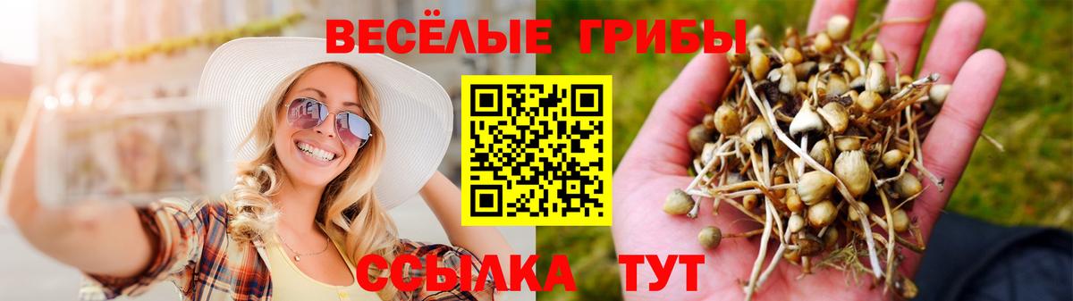 Галлюциногенные грибы Psilocybine cubensis  Вход с VPN  Псилоцибиновые грибы ЛСД  Черногорск 